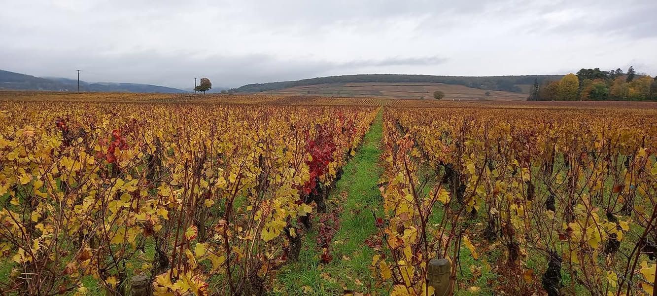 Rangs de vigne en Bourgogne
