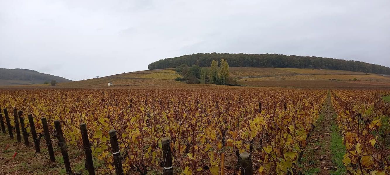 Côte de Bourgogne en automne