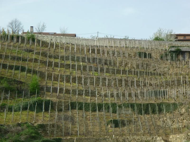 Terrasses de la vallée du Rhône