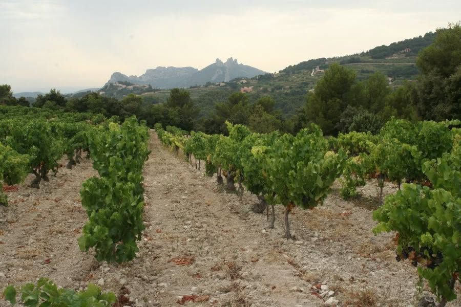Vignes de Gigondas
