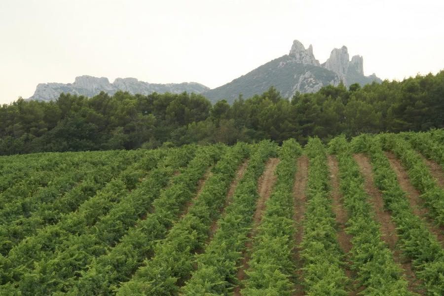 Vignes au pied des Dentelles de Montmirail