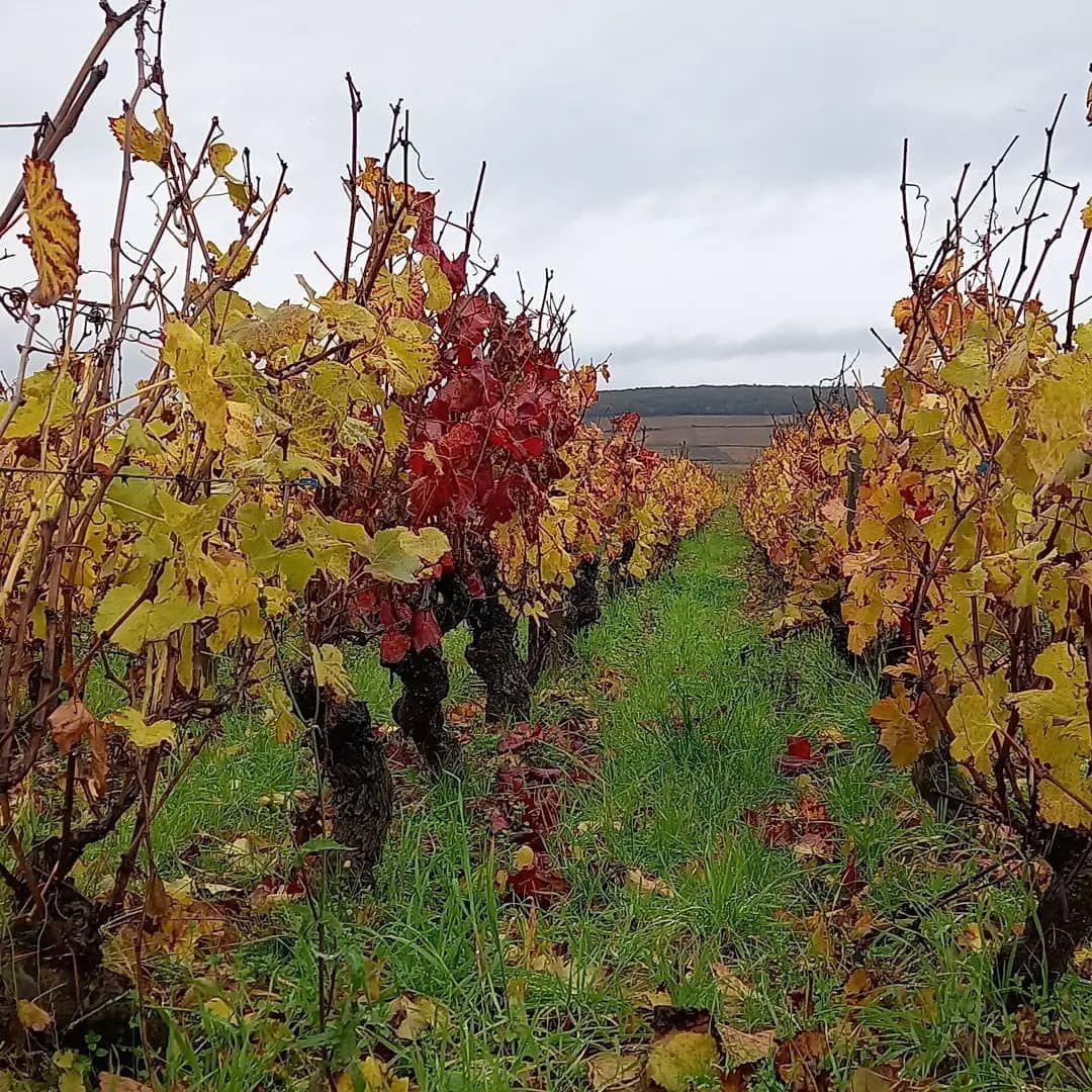 Vigne rouge et or, Bourgogne